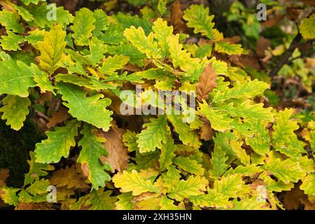 Couleurs d'automne : feuilles de chêne colorées dans le parc national de l'Eifel du Nord en Allemagne. Une texture vert-brun dans la nature Banque D'Images