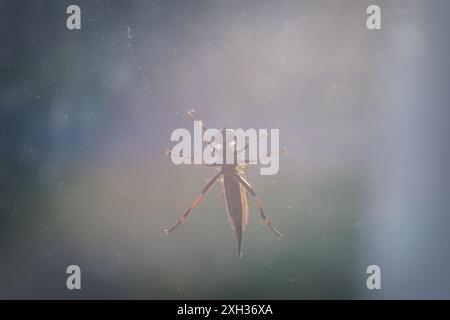 Hornet Robberfly est assis sur la vitre en gros plan. Banque D'Images