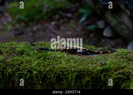 Feuersalamander Ein Feuersalamander, lat. Salamandra salamandra, fotografiert am 29. Mai 2024 im Selketal im Harz. Selketal Sachsen-Anhalt Deutschland LurchFH0A5785 *** salamandre de feu salamandre de feu, Lat Salamandra salamandra , photographiée le 29 mai 2024 dans le Selketal dans le Harz Selketal Saxe Anhalt Allemagne LurchFH0A5785 Banque D'Images