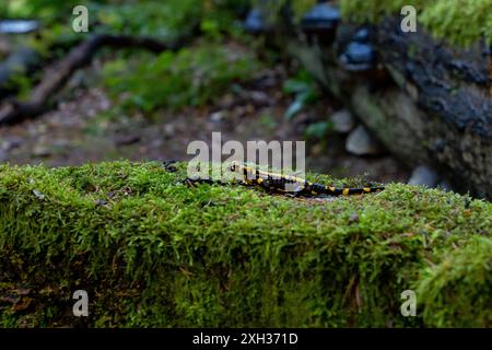 Feuersalamander Ein Feuersalamander, lat. Salamandra salamandra, fotografiert am 29. Mai 2024 im Selketal im Harz. Selketal Sachsen-Anhalt Deutschland LurchFH0A5786 *** salamandre de feu salamandre de feu, Lat Salamandra salamandra , photographiée le 29 mai 2024 dans le Selketal dans le Harz Selketal Saxe Anhalt Allemagne LurchFH0A5786 Banque D'Images