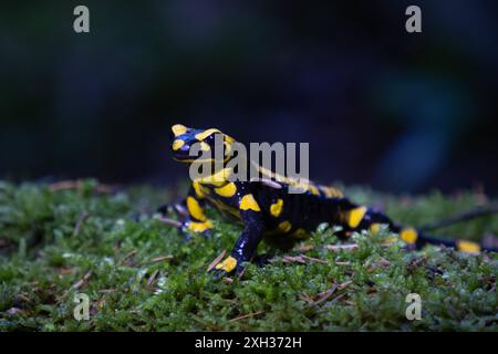 Feuersalamander Ein Feuersalamander, lat. Salamandra salamandra, fotografiert am 29. Mai 2024 im Selketal im Harz. Selketal Sachsen-Anhalt Deutschland LurchFH0A5819 *** salamandre de feu salamandre de feu, Lat Salamandra salamandra , photographiée le 29 mai 2024 dans le Selketal dans le Harz Selketal Saxe Anhalt Allemagne LurchFH0A5819 Banque D'Images