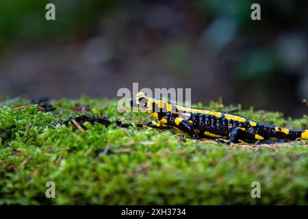 Feuersalamander Ein Feuersalamander, lat. Salamandra salamandra, fotografiert am 29. Mai 2024 im Selketal im Harz. Selketal Sachsen-Anhalt Deutschland LurchFH0A5792 *** salamandre de feu salamandre de feu, Lat Salamandra salamandra , photographiée le 29 mai 2024 dans le Selketal dans le Harz Selketal Saxe Anhalt Allemagne LurchFH0A5792 Banque D'Images