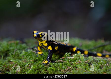 Feuersalamander Ein Feuersalamander, lat. Salamandra salamandra, fotografiert am 29. Mai 2024 im Selketal im Harz. Selketal Sachsen-Anhalt Deutschland LurchFH0A5805 *** salamandre de feu salamandre de feu, Lat Salamandra salamandra , photographiée le 29 mai 2024 dans le Selketal dans le Harz Selketal Saxe Anhalt Allemagne LurchFH0A5805 Banque D'Images