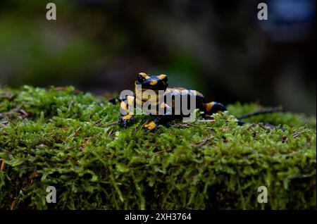 Feuersalamander Ein Feuersalamander, lat. Salamandra salamandra, fotografiert am 29. Mai 2024 im Selketal im Harz. Selketal Sachsen-Anhalt Deutschland LurchFH0A5829 *** salamandre de feu salamandre de feu, Lat Salamandra salamandra , photographiée le 29 mai 2024 dans le Selketal dans le Harz Selketal Saxe Anhalt Allemagne LurchFH0A5829 Banque D'Images