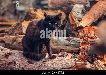 Chat noir regarde avec de beaux yeux verts sur un fond en bois, gros plan, photographie en plein air dans le pays de Turquie Banque D'Images