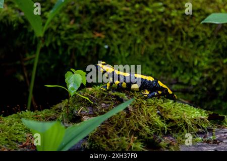 Feuersalamander Ein Feuersalamander, lat. Salamandra salamandra, fotografiert am 29. Mai 2024 im Selketal im Harz. Selketal Sachsen-Anhalt Deutschland LurchFH0A5840 *** salamandre de feu Une salamandre de feu, Lat Salamandra salamandra , photographiée le 29 mai 2024 dans le Selketal dans le Harz Selketal Saxe Anhalt Allemagne LurchFH0A5840 Banque D'Images