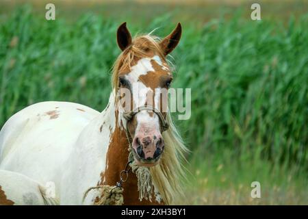 De beaux chevaux pur-sang sont élevés en Crimée. Une jument piebald avec un poulain piebald dans une prairie de steppe. Banque D'Images