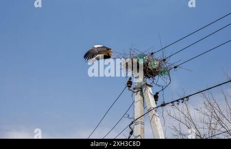 Une grande cigogne vole hors d'un nid situé sur un poteau électrique. Banque D'Images