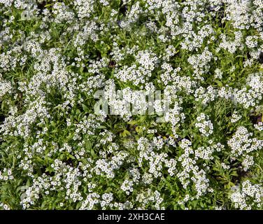 Phlox blanc, fleurs de printemps florissantes fond gros plan. Phlox rampant, phlox de mousse. Banque D'Images