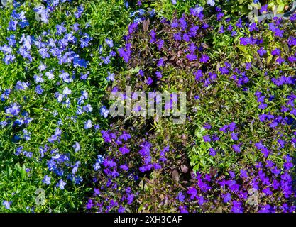 Bordant Lobelia (Lobelia erinus) fleurs fond dans le jardin extérieur en gros plan. Banque D'Images