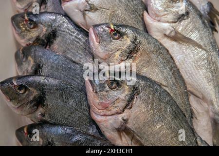 Contexte gros plan de poissons frais alignés en rangées sur un marché de fruits de mer, mettant en évidence leurs écailles et leur fraîcheur. Banque D'Images