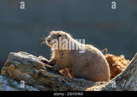 Le chien de prairie à queue noire, avec sa queue à pointe noire distinctive et sa fourrure sablonneuse, a été repéré en alerte près de son terrier. Cette photo le capture Banque D'Images