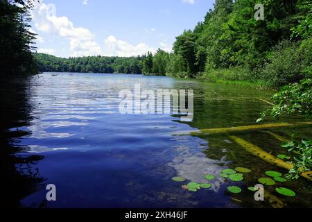 Nénuphars et bûches immergées dans les bas-fonds d'un lac entouré d'une forêt épaisse Banque D'Images