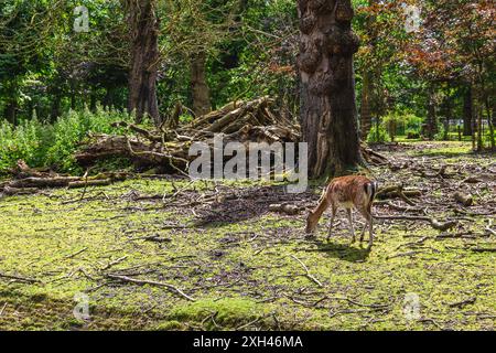 Le parc de cerfs Koekamp, ​​a fait historiquement partie de la Haagse Bos située à la Haye, aux pays-Bas Banque D'Images