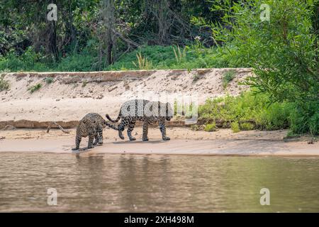 Jaguar femme et petit rôdant la rive du fleuve dans le Pantanal Banque D'Images