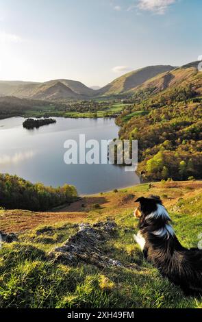 Chien de berger border collie sur Loughrigg tomba donne sur la vallée et le lac Grasmere dans Parc National de Lake District, Cumbria, Angleterre. Banque D'Images