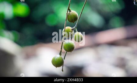 Didymocheton gaudichaudianus (acajou ivoire, Alliaria ammooroides, kedoya). L'acajou ivoire est un grand arbre qui atteint 36 M. Banque D'Images