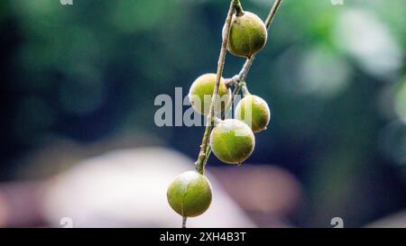 Didymocheton gaudichaudianus (acajou ivoire, Alliaria ammooroides, kedoya). L'acajou ivoire est un grand arbre qui atteint 36 M. Banque D'Images