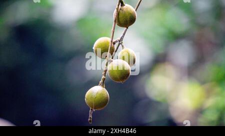 Didymocheton gaudichaudianus (acajou ivoire, Alliaria ammooroides, kedoya). L'acajou ivoire est un grand arbre qui atteint 36 M. Banque D'Images