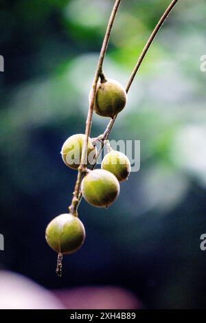 Didymocheton gaudichaudianus (acajou ivoire, Alliaria ammooroides, kedoya). L'acajou ivoire est un grand arbre qui atteint 36 M. Banque D'Images