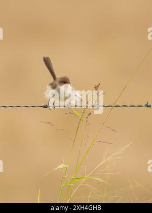 Superbe Wren de fée (Malurus cyaneus) reposant sur un fil avec ses plumes soufflant dans la scène de portrait de vent avec espace copie. Banque D'Images