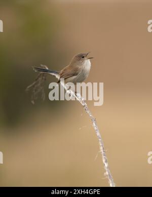 Jeune homme Wren perché et chantant fond défocalisé avec espace de copie au Queensland, Australie. Banque D'Images