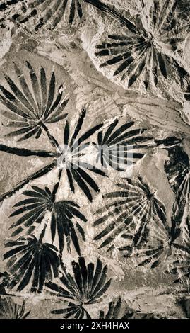 Charbon carbonisé fossile feuille de fronde fossilisée de fougères de l'ère jurassique au Musée du charbon de Chine. Taiyuan, Shanxi Banque D'Images