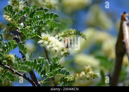 Une vue arrière d'une abeille de l'Ouest pollinisant une attente une minute floraison contre un ciel bleu à Phoenix, Arizona. Banque D'Images