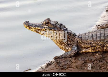 Danger se cache sur le bord des eaux tropicales du Pantanal brésilien, comme un caïman vigilant (Caiman crocodilus) attend patiemment un repas. Banque D'Images