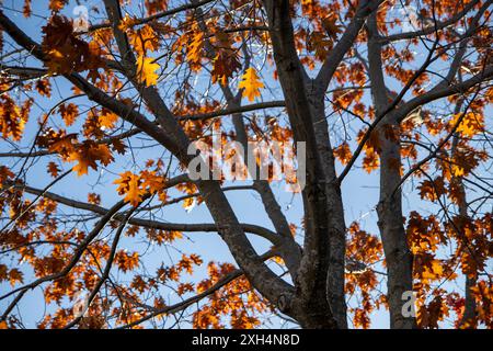 Feuilles de chêne orange vif - fond de ciel bleu clair - motifs de branches complexes. Prise à Toronto, Canada. Banque D'Images