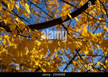 Feuilles d'automne jaune doré - vibrantes sur un ciel bleu clair - branches d'arbres à feuilles caduques - natures transformation saisonnière. Prise à Toronto, Canada. Banque D'Images