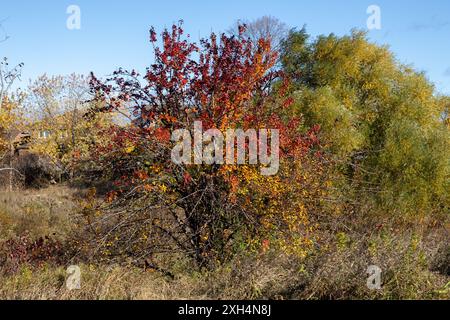 Feuillage de couleur automnale sur arbuste à feuilles caduques - rouge vif, feuilles orange au milieu de la verdure - changement saisonnier dans l'environnement naturel - ciel bleu clair arrière Banque D'Images