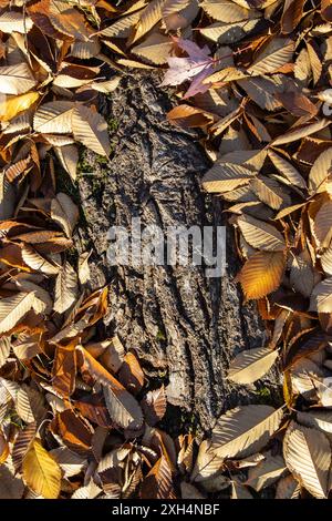 Feuilles tombées et croustillantes entourant l'écorce des arbres rugueuse - lumière chaude du soleil projetant des ombres - changement saisonnier capturé dans la nature. Prise à Toronto, Canada. Banque D'Images