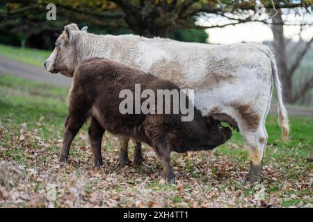 Vaches dans un champ sur une ferme au printemps sur le champ vert en amérique au crépuscule Banque D'Images