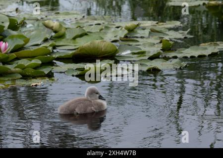 Solitaire petit poussin moelleux mignon cygne (Cygnus olor) nage dans un étang parmi les feuilles de lis Banque D'Images