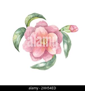 Camelia japonica à l'aquarelle. Fleur rose unique entièrement fleurie avec des feuilles. Clipart pour l'art de toile, étuis de téléphone, design textile, invitations de mariage, décalcomanies murales, cartes de vœux, cosmétiques Banque D'Images
