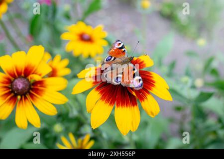 Beau papillon Peacock Eye, se trouve sur une fleur jaune Rudbeckia hirta , Monarch Butterfly Inachis io pollinating Black-Eyed Susan fleur, Peacock Banque D'Images