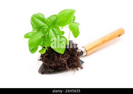 Plante de basilic saine avec de riches feuilles vertes et du sol placé sur une truelle de jardin isolée sur fond blanc. Déplacement des plantes vers le sol. Banque D'Images