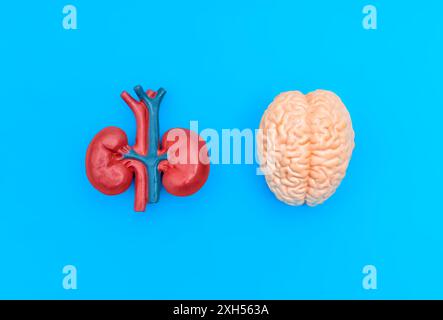 Modèles réalistes du cerveau et des reins isolés sur un fond bleu épuré. Système neurologique et santé rénale. Banque D'Images