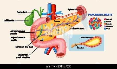Schéma détaillé du pancréas et des canaux associés Illustration de Vecteur