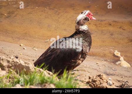 Canard musqué mâle sur la rive de la rivière Banque D'Images