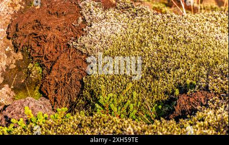 Une roche volcanique recouverte de mousse verte et de lichen. Gros plan Banque D'Images