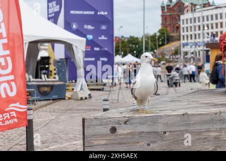 Finlande, Helsinki, le 5 juillet 2024 - Fermer les mouettes dans un marché de la vieille ville d'Helsinki pendant la course des grands voiliers 2024, beaucoup de visiteurs et de touristes Banque D'Images