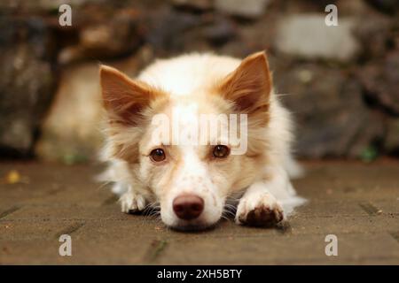 chien mignon a la tête baissée. Il regarde dans la caméra et attend que l'ordre parte. Banque D'Images