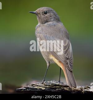 Photo de dos très proche de femelle Black Redstart (phoenicurus ochruros) perchée sur un vieil arbre Banque D'Images