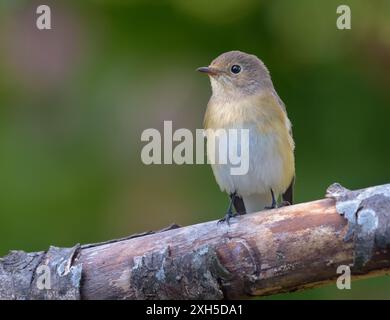 Jeune femelle mouche à poitrine rouge (ficedula parva) perchée sur une branche épaisse avec un fond sombre et propre dans un verger ensoleillé Banque D'Images