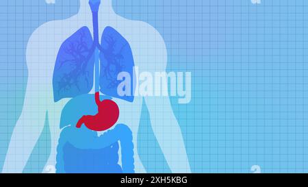 Anatomie saine de l'estomac humain avec grille Banque D'Images