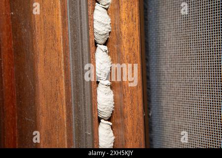 Colonie de guêpes dauber de boue construisent leurs nids sur un cadre de porte Banque D'Images