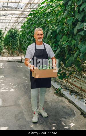 Photo verticale, homme fermier adulte aux cheveux gris marche dans la serre, porte une boîte avec des concombres fraîchement cueillis, récolte de légumes, sourires, regards Banque D'Images