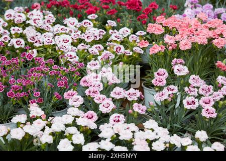 Dianthus, plantes d'oeillets avec des fleurs de différentes couleurs dans des vases Banque D'Images